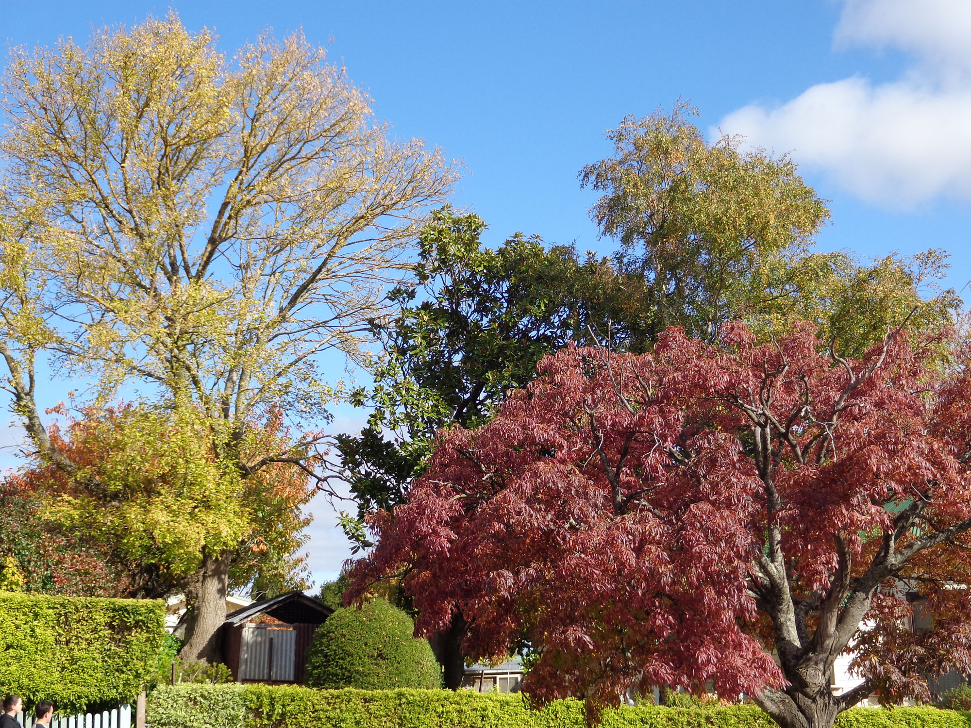 The colour of autumn in Australia’s spa country