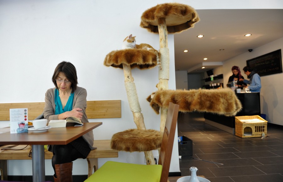 Cat Cafe I am sold Footprints Memories Cat Cafe I am sold Footprints Memories