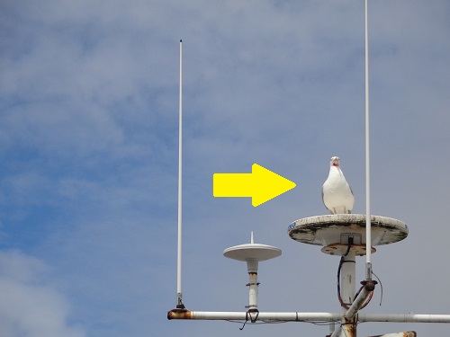 A Cornish adventure: The day I was robbed by a seagull in St Ives