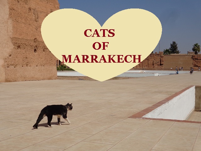 Stalking cats in Marrakech