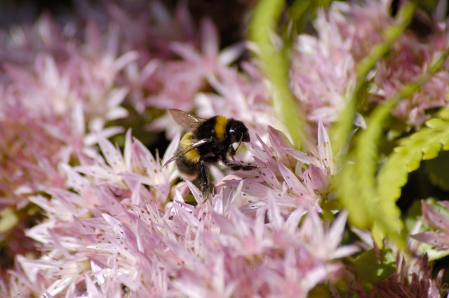 Watching bumble bees dance