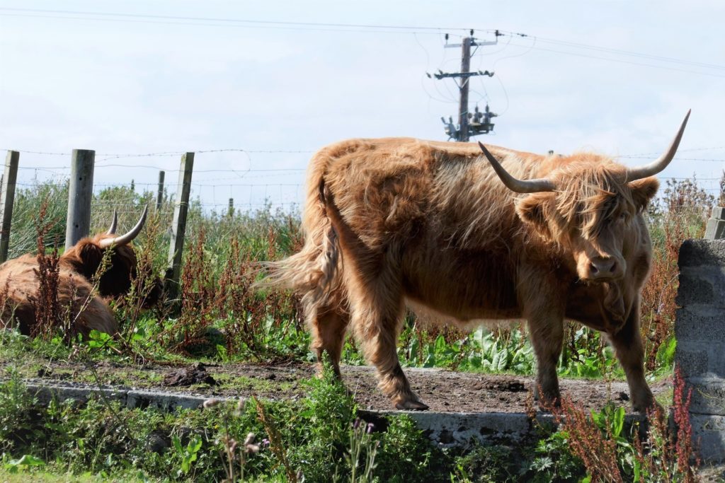 High land cows on the Outer Hebrides