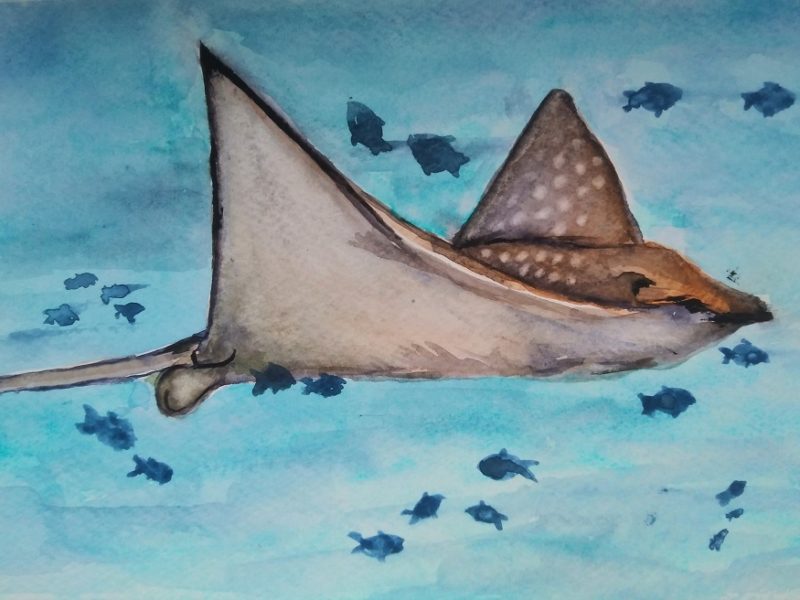 Watercolour eagle ray