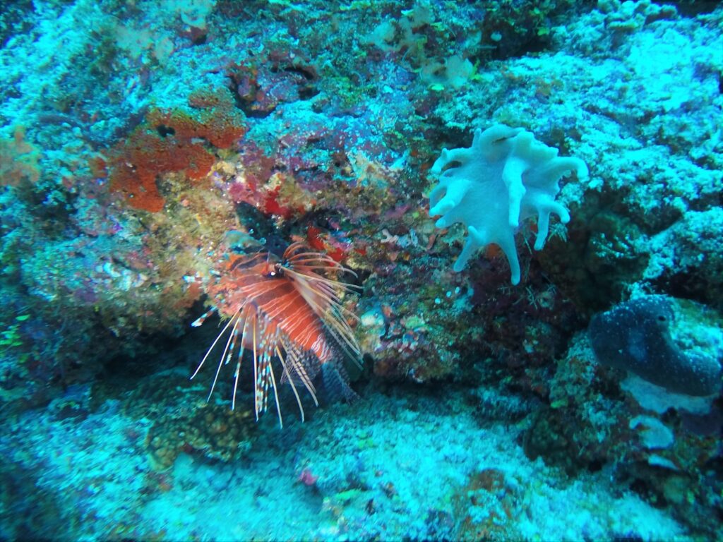 Lion fish