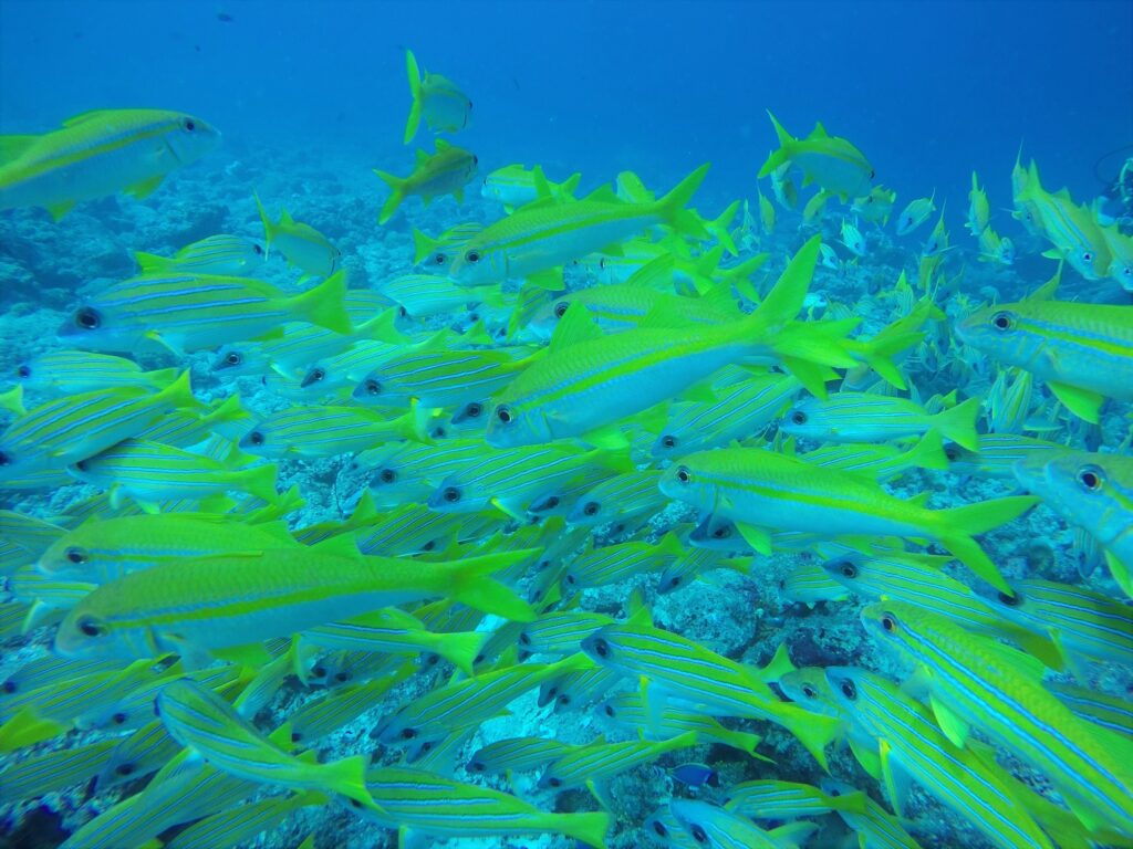 School of blue stripe snapper