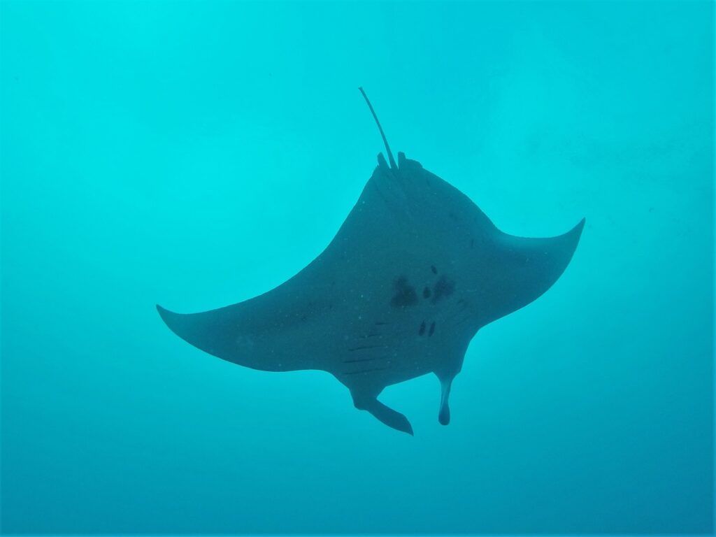 Manta ray in the maldives