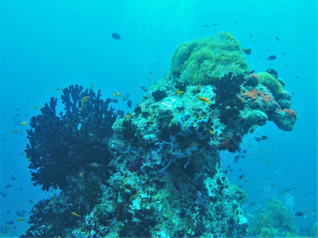 Maldives reef